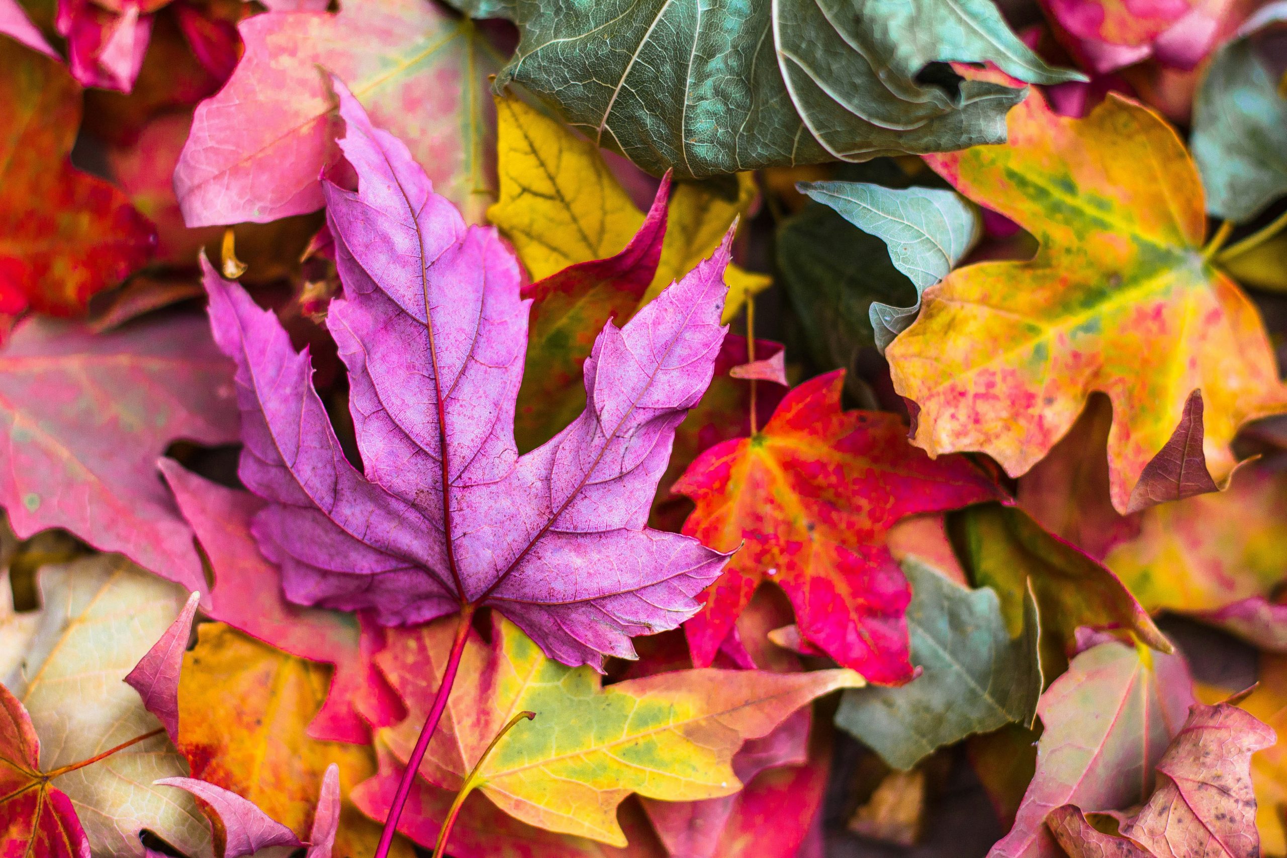 You are currently viewing How to Eat Healthy in Autumn and Winter?